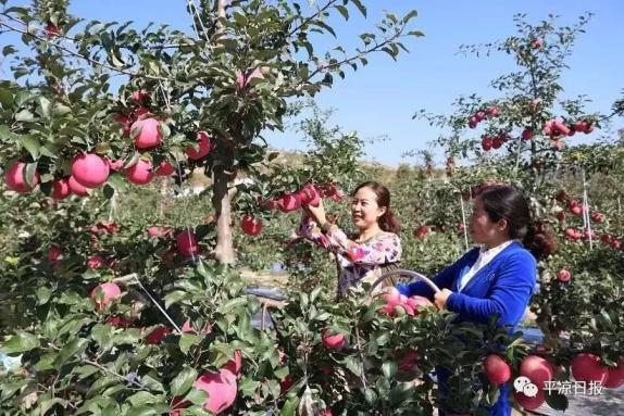 甘肅靈臺(tái)縣：蘋(píng)果紅了，果農(nóng)的錢(qián)袋子鼓了